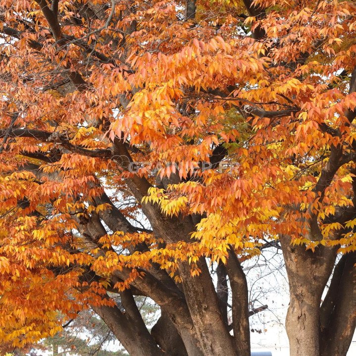 zelkova du Japon, Orme du Japon, Zelkova serrata image